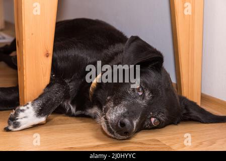 Der schwarze Hund liegt entspannt auf dem Boden - Nahaufnahme Stockfoto