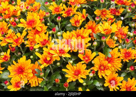 Orangefarbene und gelbe Herbstfärbung blüht. Stockfoto