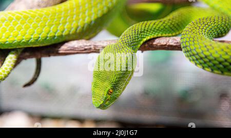 Körper von grünem Baum Python Morelia viridis Nahaufnahme. Portraitkunst. Schlangenhaut, natürliche Textur, abstrakte, grafische Ressourcen. Natu Stockfoto