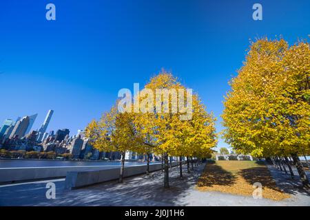 Herbstliches Sonnenlicht erhellt die Reihen von herbstlichen blättrigen Bäumen im Franklin D. Roosevelt Four Freedoms Park auf Roosevelt Island. Midtown Manhattan s Stockfoto