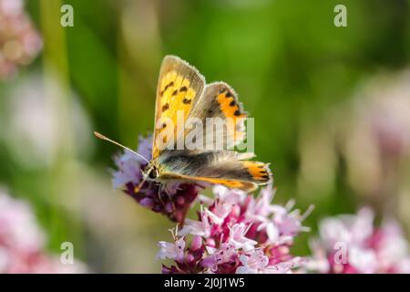 Ein Bild einer Motte, Schmetterling auf einer Pflanze auf einer Wiese. Stockfoto