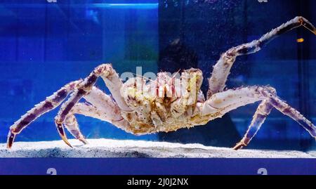 Kamtschatka Krabbe im Aquarium der Fischabteilung des Marktes. Delikatessen aus dem Meer. Rote Alaska-Königskrabbe. Paralithode Stockfoto