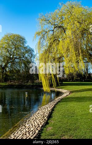 Epsom Surrey London, 19 2022. März, Weeping Willow Tree Next to A Park Lake with No People Stockfoto