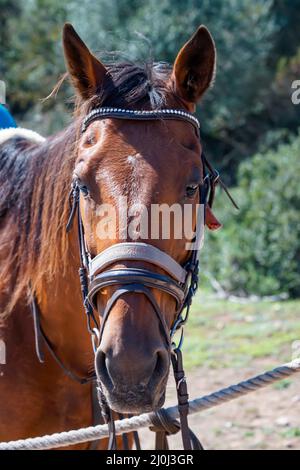 Ein gesattelt und zügelig Reitpferd in der Natur. Stockfoto