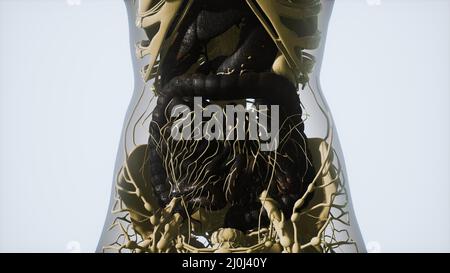 Detaillierte Anatomie des menschlichen Verdauungssystems Stockfoto