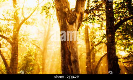 Sonnenstrahlen in einem Nebelwald im Herbst Stockfoto