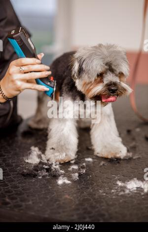 Junge blonde professionelle Pistenerin liebt ihren Job mit yorkshire Hund und all den Haustieren. Stockfoto