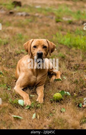 Ungarischer Hundezeiger vizsla Hund liegt mit seinem Ball im Gras. Stockfoto