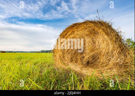 Hay-Rollen auf dem Feld gemäht Stockfoto