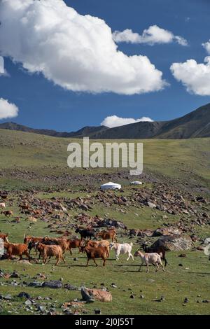 Mongolische Landschaft mit Bergsteppe unter fliessenden Kumuluswolken am blauen Himmel, Jurten und Ziegenherden Stockfoto