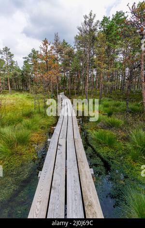 Naturlehrpfad mit Holzboardwalk, der durch eine Torfmoorlandschaft mit spärlichen Bäumen führt Stockfoto