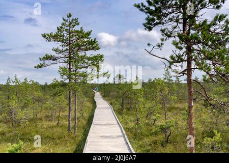 Ein Naturlehrpfad aus Holz, der durch eine Torfmoorlandschaft mit spärlichen Bäumen führt Stockfoto