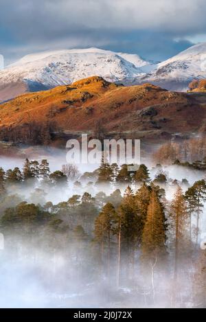 Malerischer Blick auf Nebel, der an einem kalten Winternachmittag durch Waldbäume rollt, mit schneebedeckten Bergen im Hintergrund. Lake District, Großbritannien. Stockfoto