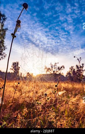 Spinnennetz auf dem Gras Stockfoto