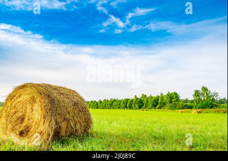 Hay-Rollen auf dem Feld gemäht Stockfoto