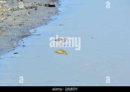 Ruff, Kampfläufer, Combattant varié, Calidris pugnax, pajzsos cankó, Nagy-Széksós-tó, Mórahalom, Kreis Csongrád-Csanád, Ungarn, Magyarország, Europa Stockfoto