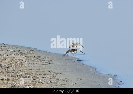 Ruff, Kampfläufer, Combattant varié, Calidris pugnax, pajzsos cankó, Nagy-Széksós-tó, Mórahalom, Kreis Csongrád-Csanád, Ungarn, Magyarország, Europa Stockfoto