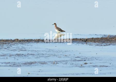 Ruff, Kampfläufer, Combattant varié, Calidris pugnax, pajzsos cankó, Nagy-Széksós-tó, Mórahalom, Kreis Csongrád-Csanád, Ungarn, Magyarország, Europa Stockfoto