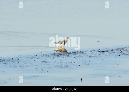 Ruff, Kampfläufer, Combattant varié, Calidris pugnax, pajzsos cankó, Nagy-Széksós-tó, Mórahalom, Kreis Csongrád-Csanád, Ungarn, Magyarország, Europa Stockfoto