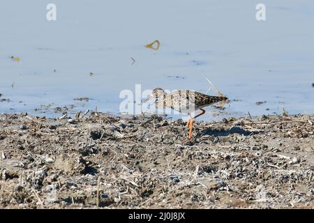 Ruff, Kampfläufer, Combattant varié, Calidris pugnax, pajzsos cankó, Nagy-Széksós-tó, Mórahalom, Kreis Csongrád-Csanád, Ungarn, Magyarország, Europa Stockfoto