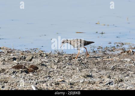 Ruff, Kampfläufer, Combattant varié, Calidris pugnax, pajzsos cankó, Nagy-Széksós-tó, Mórahalom, Kreis Csongrád-Csanád, Ungarn, Magyarország, Europa Stockfoto