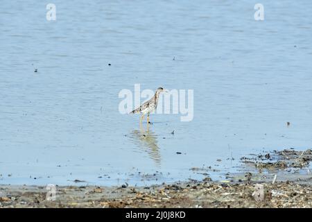 Ruff, Kampfläufer, Combattant varié, Calidris pugnax, pajzsos cankó, Nagy-Széksós-tó, Mórahalom, Kreis Csongrád-Csanád, Ungarn, Magyarország, Europa Stockfoto