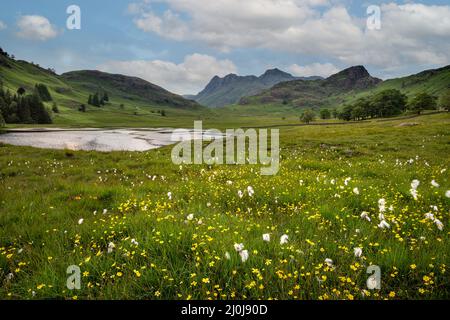 Wildblumen verbreiten sich über die grüne offene Landschaft mit Blick auf die Cumbrian Berge im Hintergrund. Schöne Sommer tagsüber Landschaft Hintergrund mit blau Stockfoto