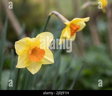 Kleine orange und gelbe Narzissen wachsen in einem West Sussex Garten in Großbritannien Stockfoto