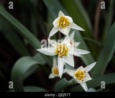 Turkestan Tulpe wächst in einem Garten in Großbritannien im März Stockfoto