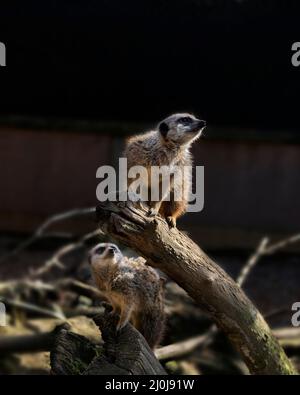 Zwei Erdmännchen in Gefangenschaft in Großbritannien, 2022 Stockfoto