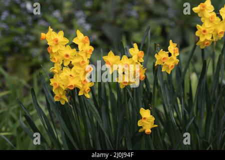 Kleine orange und gelbe Narzissen wachsen in einem West Sussex Garten in Großbritannien Stockfoto