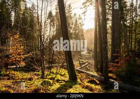 Kielder England: 13.. Januar 2022: Nach dem Sturm Arwen. Viele Kiefern (Sitka-Fichte) wurden im Kielder Wald entwurzelt Stockfoto