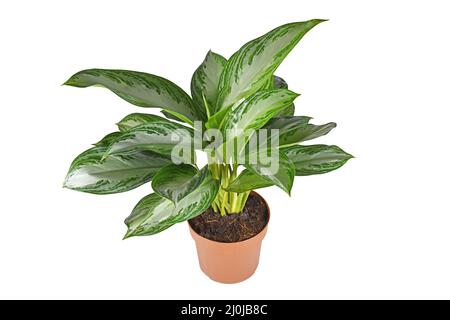 Tropische 'Aglaonema Silver Bay'-Zimmerpflanze mit silbernem Muster im Blumentopf auf weißem Hintergrund Stockfoto