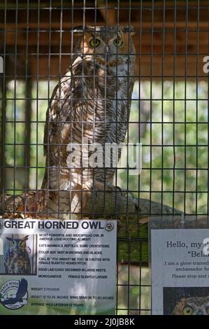 Peace River Wildlife Center, große gehörnte Eule, Rehabilitation, Gefangenschaft, Gehege, Bird, Bildungsbotschafterin, Florida, Punta Gorda, FL Stockfoto