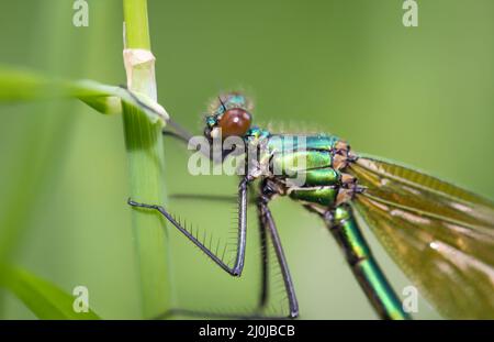 Porträt einer grünen demoiselle, Libelle auf einem Grashalm Stockfoto