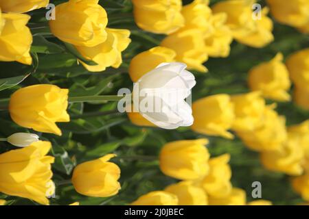 Selektive Fokusaufnahme einer weißen Tulpenblume inmitten gelber Tulpen, die auf dem Feld wachsen Stockfoto
