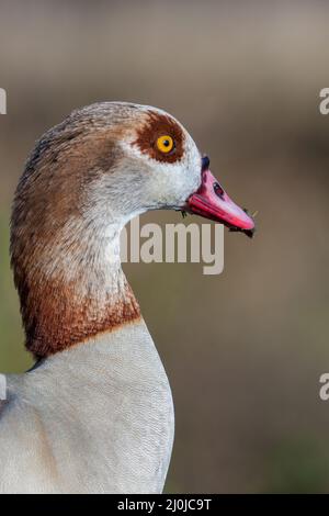 Nahaufnahme der Nilgans (Alopochen Aegyptiacus) Stockfoto