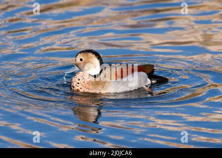 Ringed Teal (Callonetta leucophrys) schwimmt über einen See in London Stockfoto