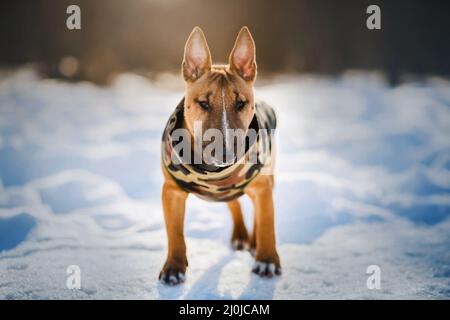 Der niedliche Ingwer-Bulle-Terrier-Welpe ist in einem militärfarbenen Jumpsuit gekleidet und spaziert an einem verschneiten sonnigen Tag im Park. Ein Spaziergang mit einem Haustier. Stockfoto