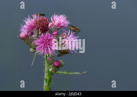 Cirsium arvense oder schleichende Distel Stockfoto