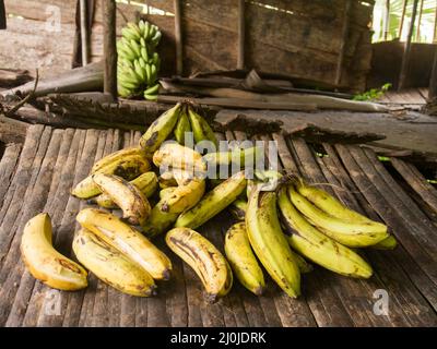 Ein paar kleine reife Bananen frisch vom Baum gepflückt. Westpapua, Indonesien, Asien Stockfoto