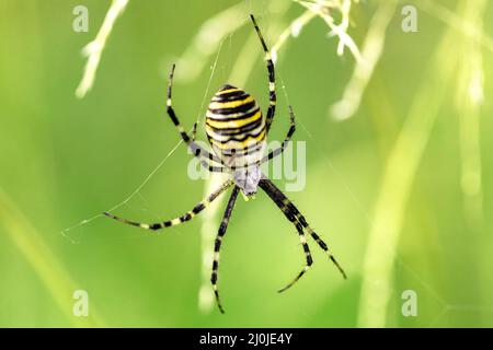 Argiope bruennichi (Wespenspinne) im Netz Stockfoto