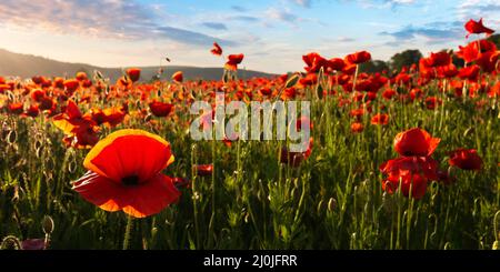 Feld von blühenden Mais Mohn bei Sonnenuntergang. Wunderbare Sommerlandschaft der karpaten im Abendlicht. Schöne Natur Hintergrund mit roten Fluss Stockfoto