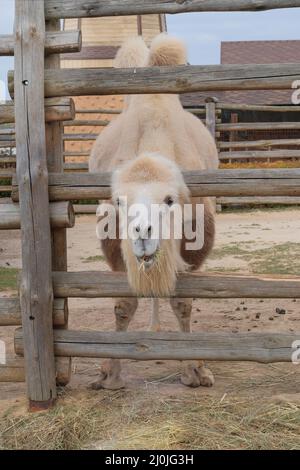 Baktriisches weißes Kamel, das im Zoo Heu isst, aus nächster Nähe. Halten von wilden Tieren in zoologischen Parks. Vertikales Bild. Stockfoto