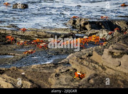 Sally Lightfoot Krabben, Isla Santiago, Galapagos, Ecuador Stockfoto