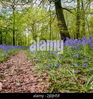 Glockenblumen in Staffhurst Woods in der Nähe von Oxted Surrey Stockfoto