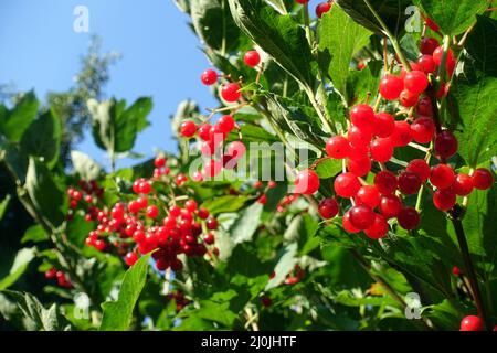 Früchte der Wacholderrose oder der Wacholderrose, Viburnum opulus Stockfoto
