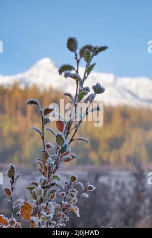 Gefrorene Erlenblätter unter Reif. North Chuiskiy Ridge Snow Mountains liegt im Hintergrund. Stockfoto