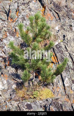 Altai Herbstlandschaft mit Steinen und Zedernbaum. Altai, Russland Stockfoto