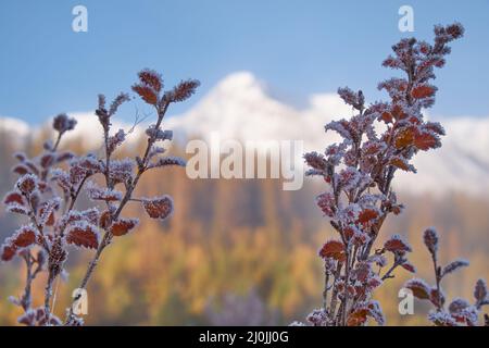 Gefrorene Erlenblätter unter Reif. North Chuiskiy Ridge Snow Mountains liegt im Hintergrund. Stockfoto